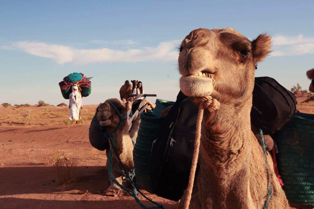 Morocco Camel Trekking Tour to Erg Chegaga (highest dunes in Morocco) | 4 days